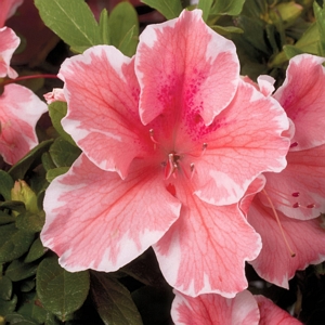 Sunburst Autumn Azalea